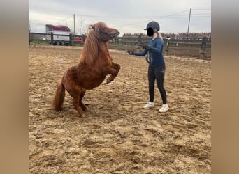 Shetland Ponies, Mare, 8 years, 8.1 hh