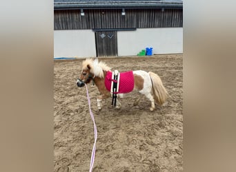 Shetland Ponies, Mare, 8 years, 8.3 hh