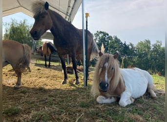 Shetland Ponies, Mare, 8 years, 8,1 hh, Pinto