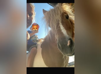 Shetland Ponies, Mare, 8 years, 8,1 hh, Pinto