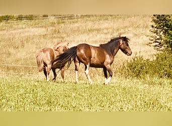 Shetland Ponies, Mare, 8 years, Bay-Dark