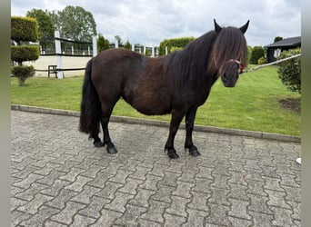 Shetland Ponies, Mare, 8 years, Black