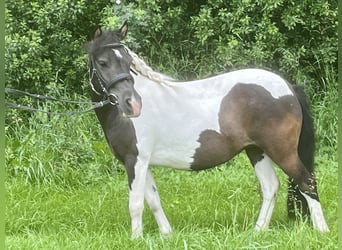 Shetland Ponies, Mare, 9 years, 10.1 hh, Pinto