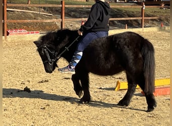 Shetland Ponies, Mare, 9 years, 10,2 hh, Black