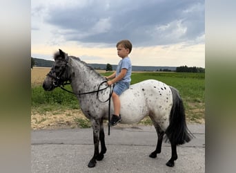 Shetland Ponies, Mare, 9 years, 10.2 hh, Leopard-Piebald