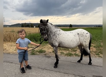 Shetland Ponies, Mare, 9 years, 10.2 hh, Leopard-Piebald