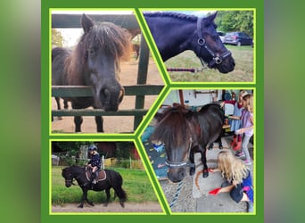 Shetland Ponies, Mare, 9 years, 10,1 hh, Black
