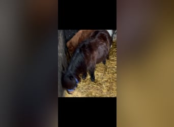 Shetland Ponies, Mare, 9 years, 7,3 hh, Brown