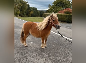 Shetland Ponies, Mare, 9 years, 8.1 hh