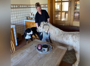 Shetland Ponies, Mare, 9 years, 8.2 hh, Palomino