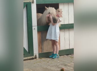 Shetland Ponies, Mare, 9 years, 8.2 hh, Palomino