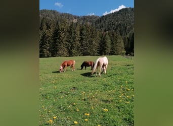 Shetland Ponies, Mare, 9 years, 8,3 hh, Brown