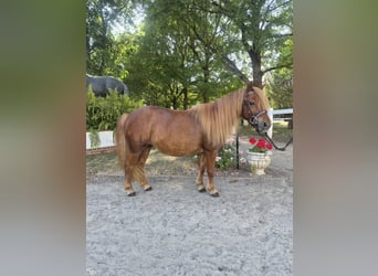 Shetland Ponies, Mare, 9 years, 9.2 hh, Chestnut-Red