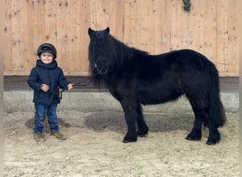 Shetland Ponies, Mare, 9 years, 9,2 hh, Black