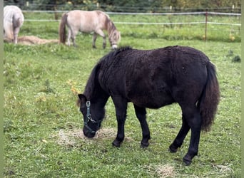 Shetland Ponies, Mare, Foal (05/2025), 10.1 hh, Black