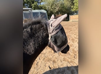 Shetland Ponies, Mare, Foal (05/2025), 10,1 hh, Black