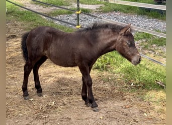 Shetland Ponies, Mare, Foal (05/2025), 10,1 hh, Black