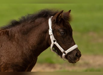 Shetland Ponies, Mare, Foal (05/2025), 10,1 hh, Black