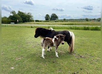 Shetland Ponies, Mare, , 8,1 hh, Pinto