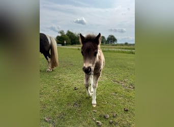 Shetland Ponies, Mare, , 8,1 hh, Pinto