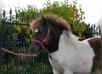 Shetland Ponies, Mare, Foal (05/2025), 9.1 hh