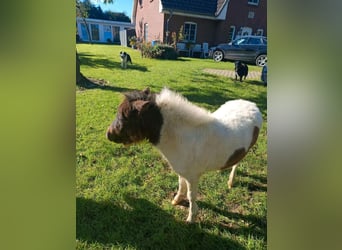 Shetland Ponies, Mare, Foal (04/2024), 9,1 hh, Pinto