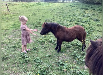 Shetland Ponys, Stute, Fohlen (04/2024), 9,2 hh, Rappe