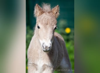 Shetland Ponies, Mare, Foal (04/2024), 9.2 hh, Chestnut-Red
