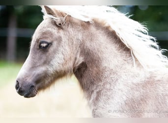 Shetland Ponies, Mare, Foal (04/2024), 9,2 hh, Chestnut-Red