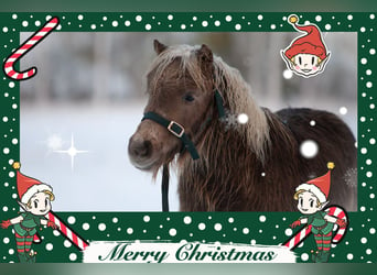 Shetland Ponies, Mare, , 9,2 hh, Chestnut-Red