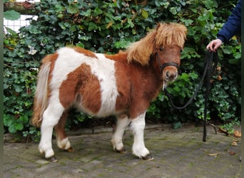 Shetland Ponies, Mare, Foal (03/2024), 9,2 hh