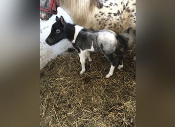 Shetland Ponies Mix, Mare, Foal (04/2024), 9,2 hh, Leopard-Piebald