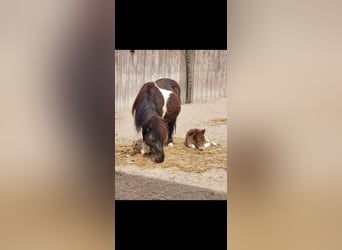 Shetland Ponies, Mare, , 9,1 hh, Chestnut-Red