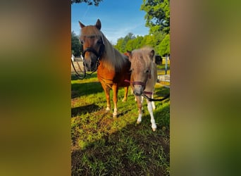 Shetland Ponies, Mare, Foal (04/2025), 9,2 hh, Leopard-Piebald
