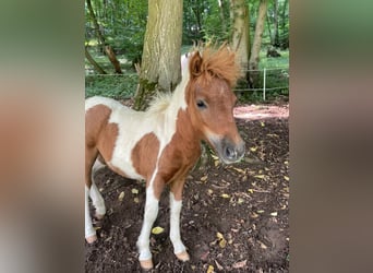 Shetland Ponies, Mare, Foal (04/2025), Pinto