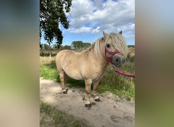 Shetland Ponies, Stallion, 10 years, 8.3 hh, Palomino