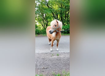 Shetland Ponies, Stallion, 10 years, 9.1 hh, Brown-Light