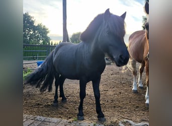 Shetland Ponies, Stallion, 11 years, 9,2 hh, Black