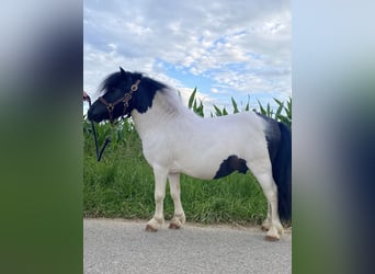 Shetland Ponies, Stallion, 13 years, 8.1 hh, Pinto