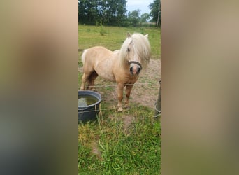 Shetland Ponies, Stallion, 13 years, 8,2 hh, Palomino