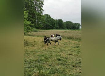 Shetland Ponies, Stallion, 15 years, 10.1 hh, Leopard-Piebald