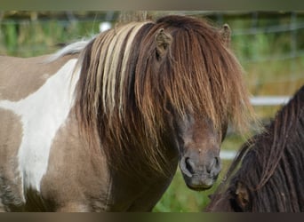 Shetland Ponies, Stallion, 15 years, 8,1 hh, Grullo