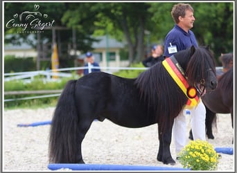 Shetland Ponies, Stallion, 17 years, 10 hh, Black