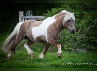 Shetland Ponies, Stallion, 1 year, 10 hh, Chestnut-Red
