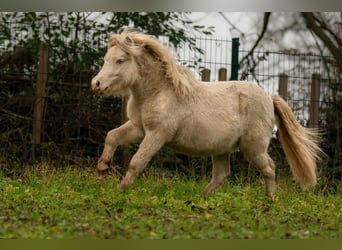 Shetland Ponies, Stallion, 1 year, 10 hh, Perlino