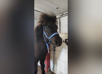 Shetland Ponies, Stallion, 1 year, 10,1 hh, Black