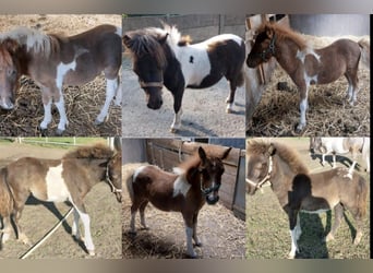 Shetland Ponies, Stallion, 1 year, 10,2 hh, Pinto