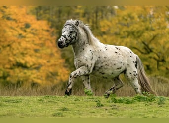Shetland Ponies, Stallion, 1 year, 11 hh, Leopard-Piebald