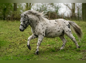 Shetland Ponies, Stallion, 1 year, 11 hh, Leopard-Piebald Shetland Ponies, Stallion, 1 year, 11 hh, Leopard-Piebald