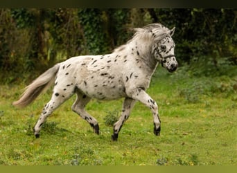 Shetland Ponies, Stallion, 1 year, 11 hh, Leopard-Piebald Shetland Ponies, Stallion, 1 year, 11 hh, Leopard-Piebald